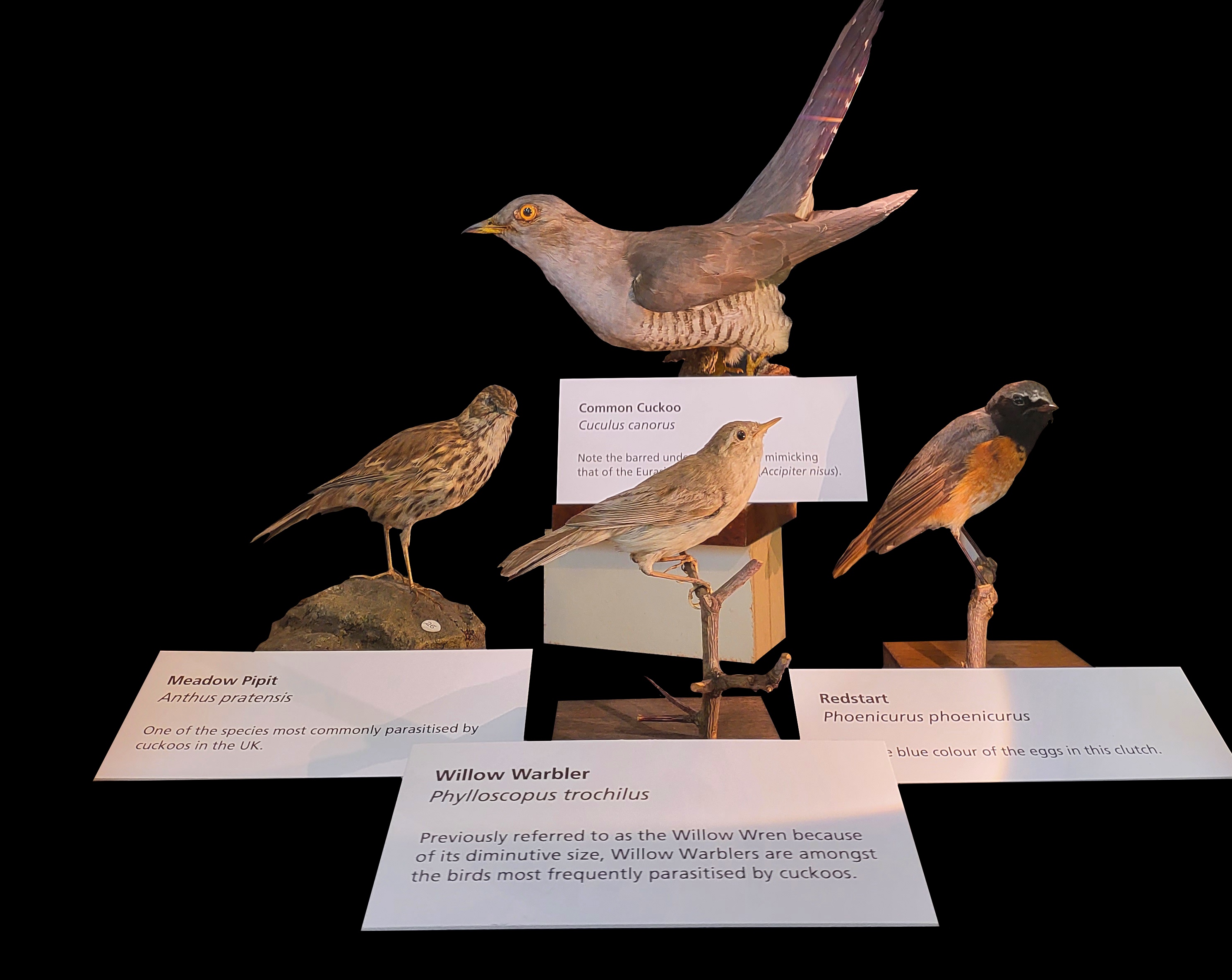 Four taxidermy cuckoos, a common cuckoo, meadow pipit, willow warbler, and redstart