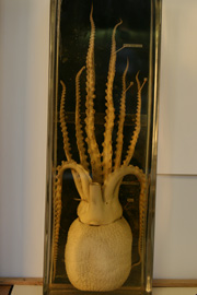 breath octopus