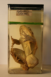 Common toad, Bufo bufo