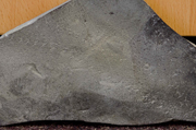 brunodebattista tracefossil2