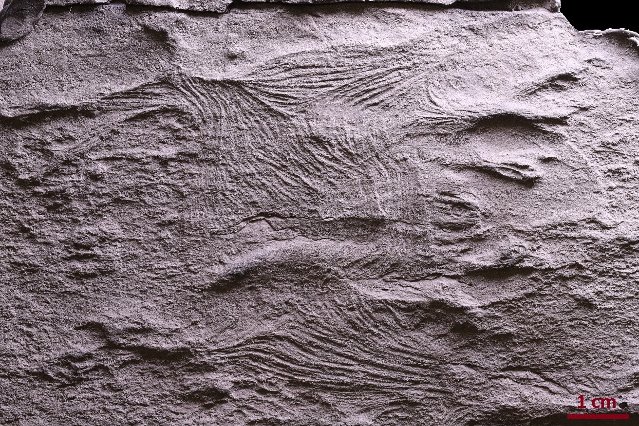 Haootia quadriformis from the Brasier collection