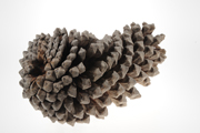 pine michoacan