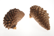 pine narrowcone