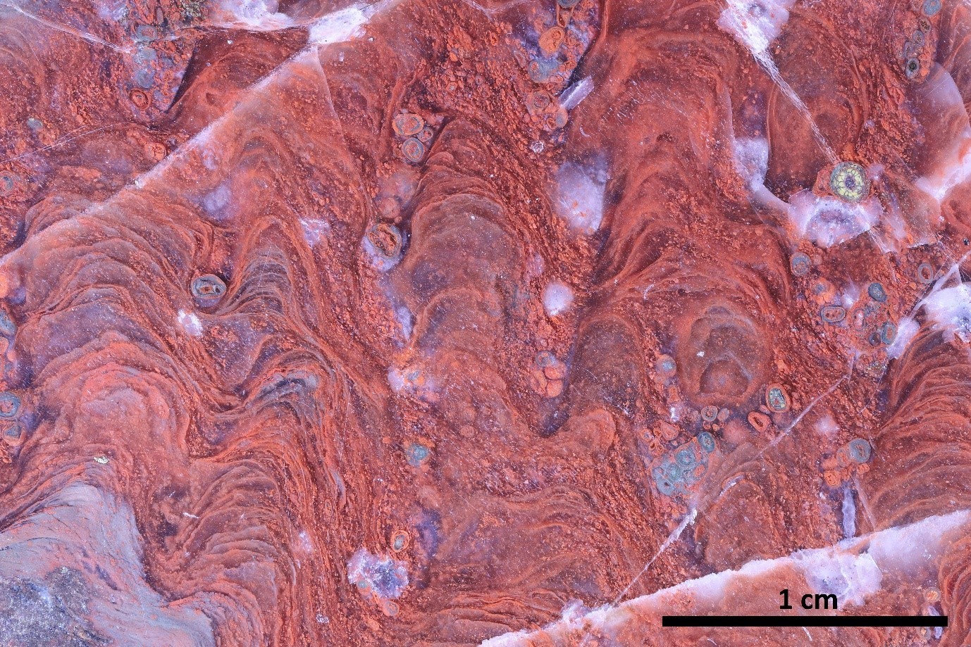 1.88 billion year old stromatolites in the Brasier Collection