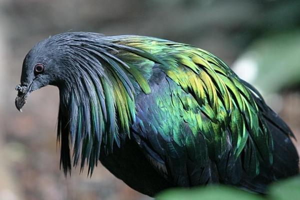 Nicobar pigeon